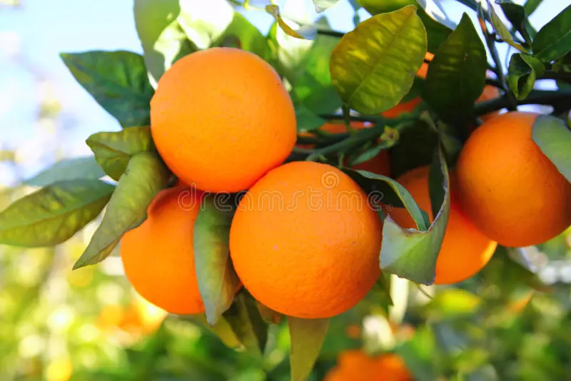 Valencia (Orange 72 pc)